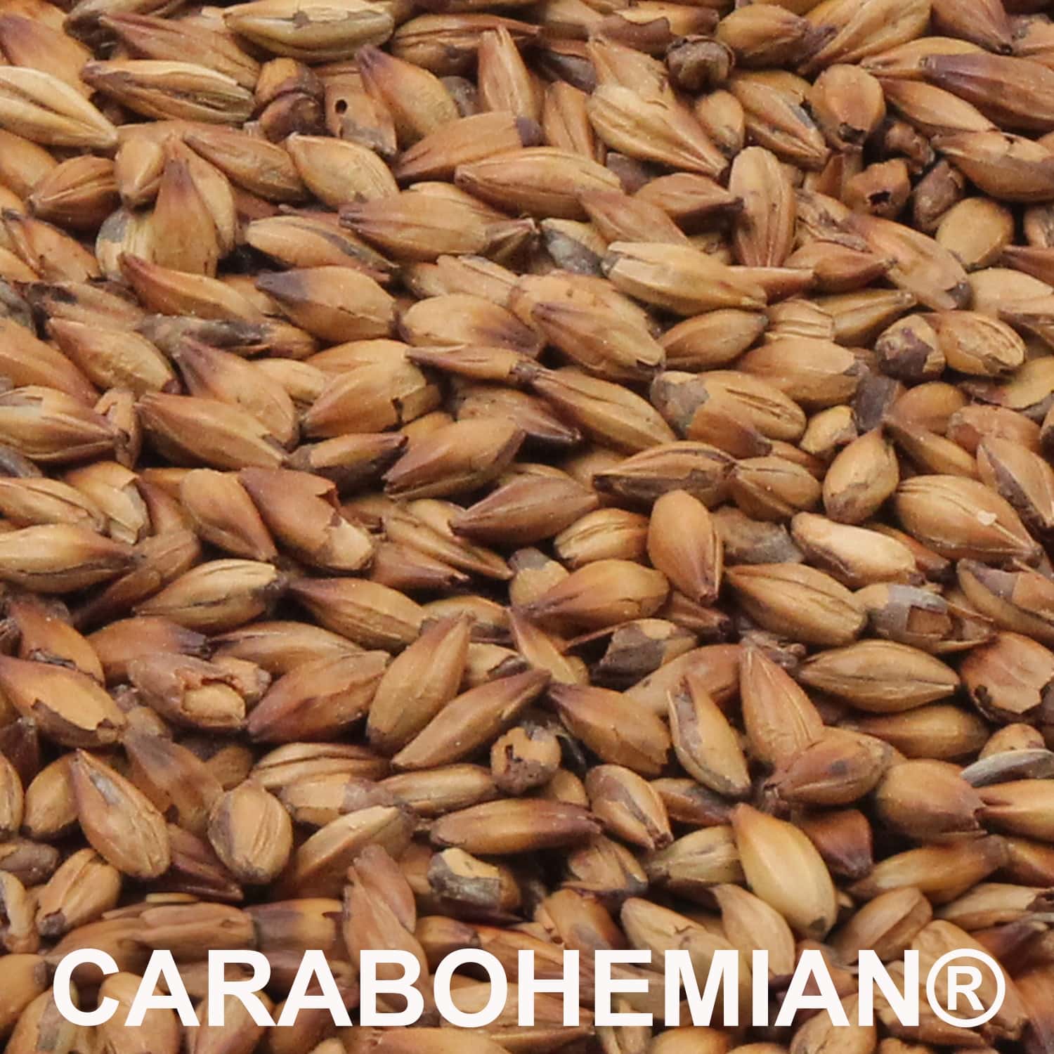 CARABOHEMIAN® Malz ungeschrotet_1