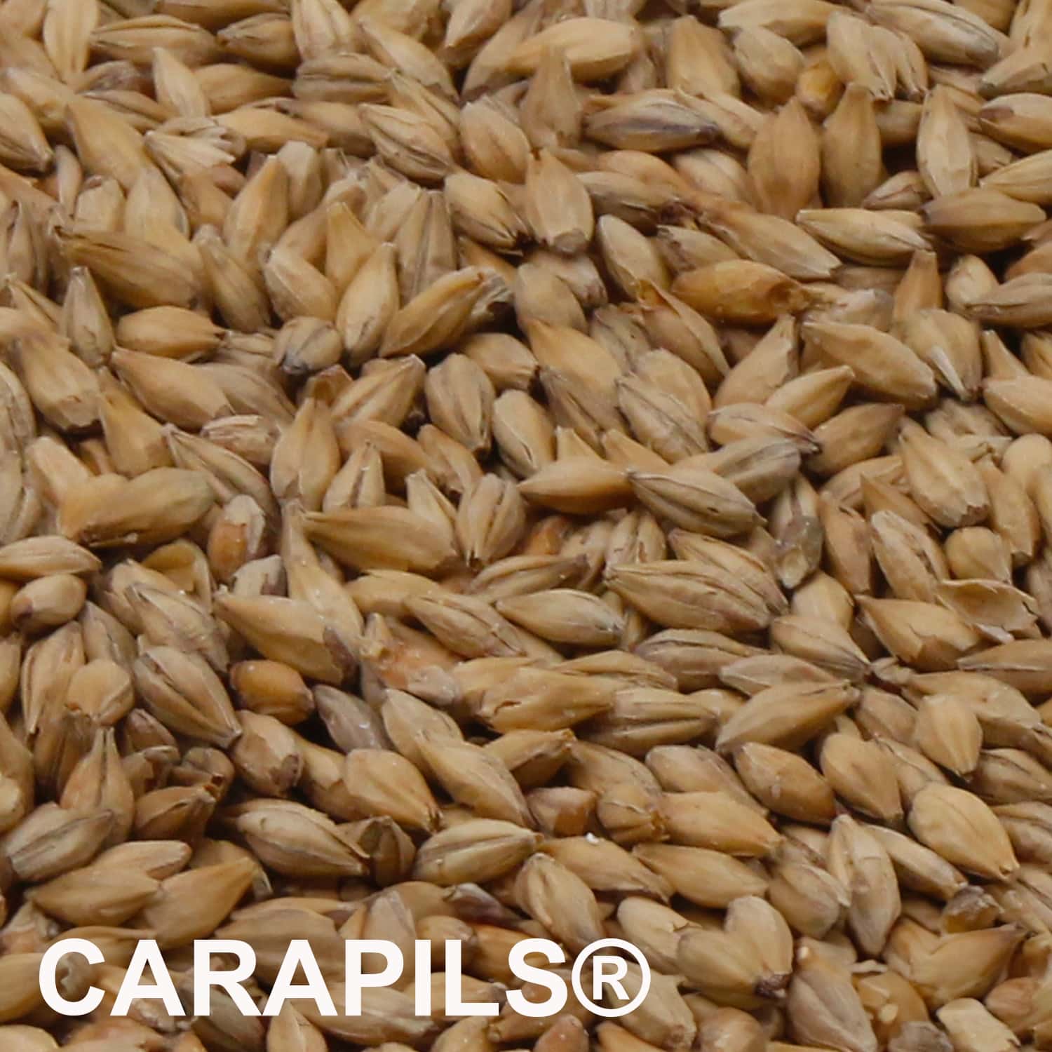 CARAPILS® Malz ungeschrotet_1