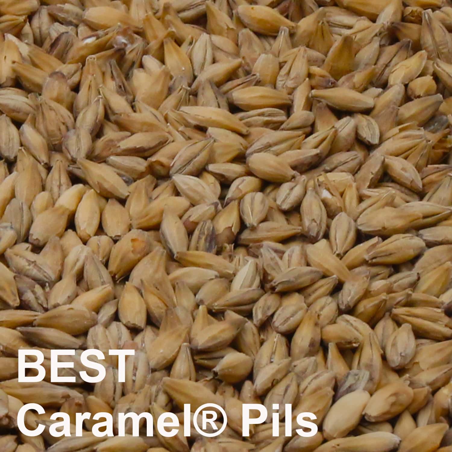 BEST Caramel® Pils Malz ungeschrotet