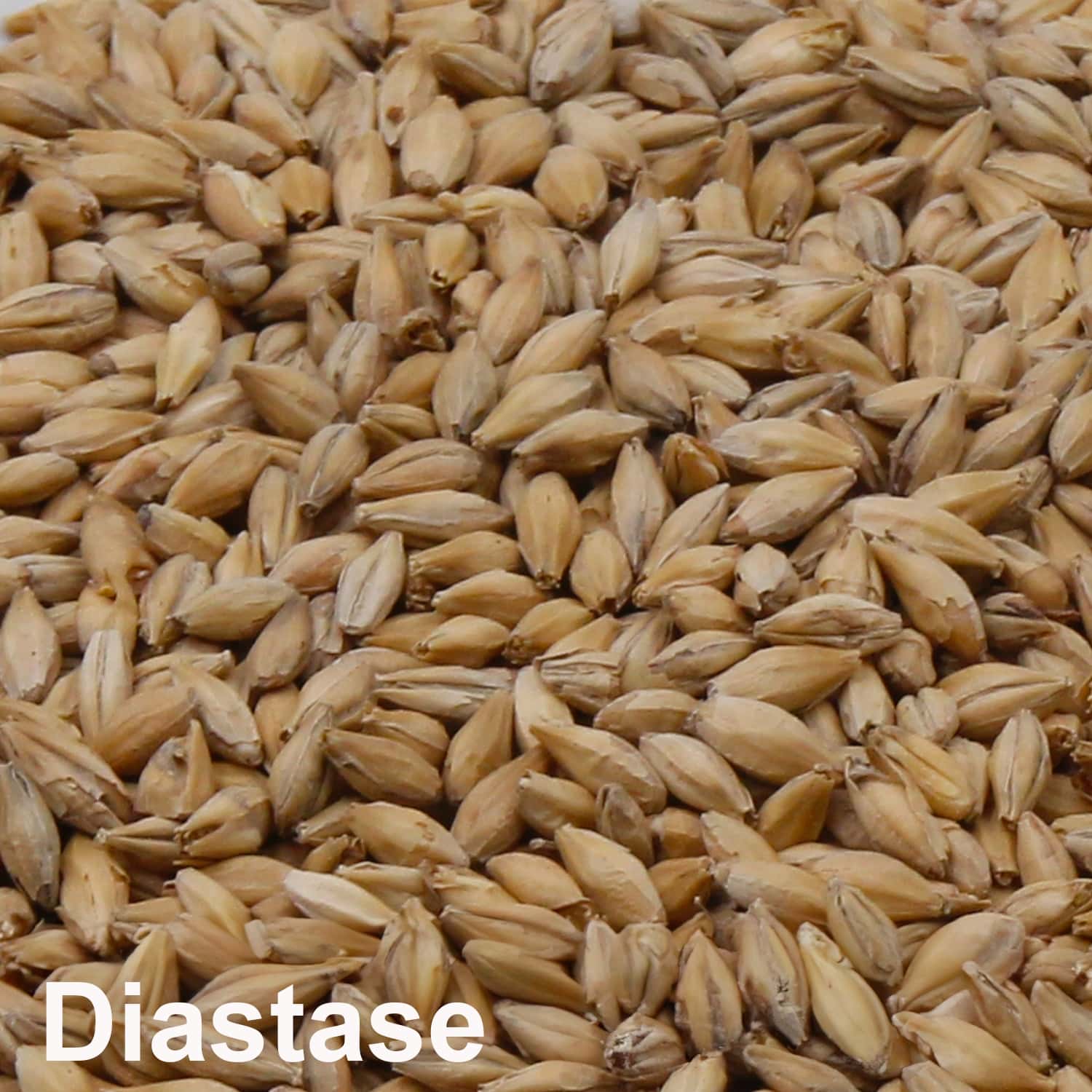 Diastasemalz Gerste ungeschrotet_1