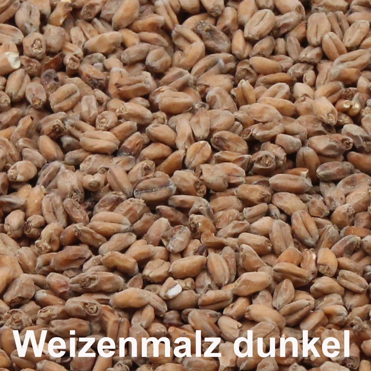 Weizenmalz dunkel ungeschrotet_1